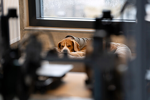 office dog of sheyn